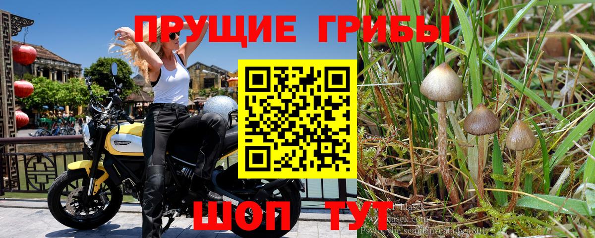 Галлюциногенные грибы прущие грибы Нововоронеж