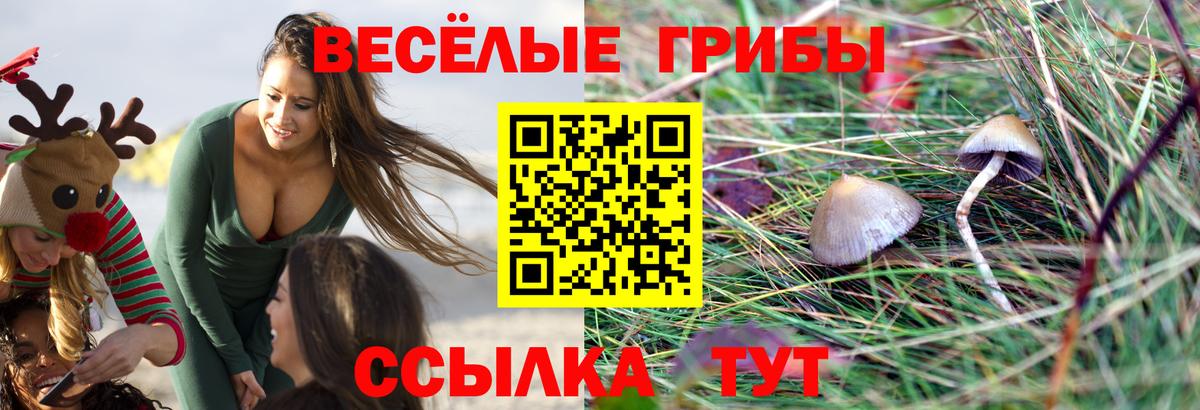 Псилоцибиновые грибы мицелий  Вход с VPN  Нововоронеж  Псилоцибиновые грибы MAGIC MUSHROOMS 